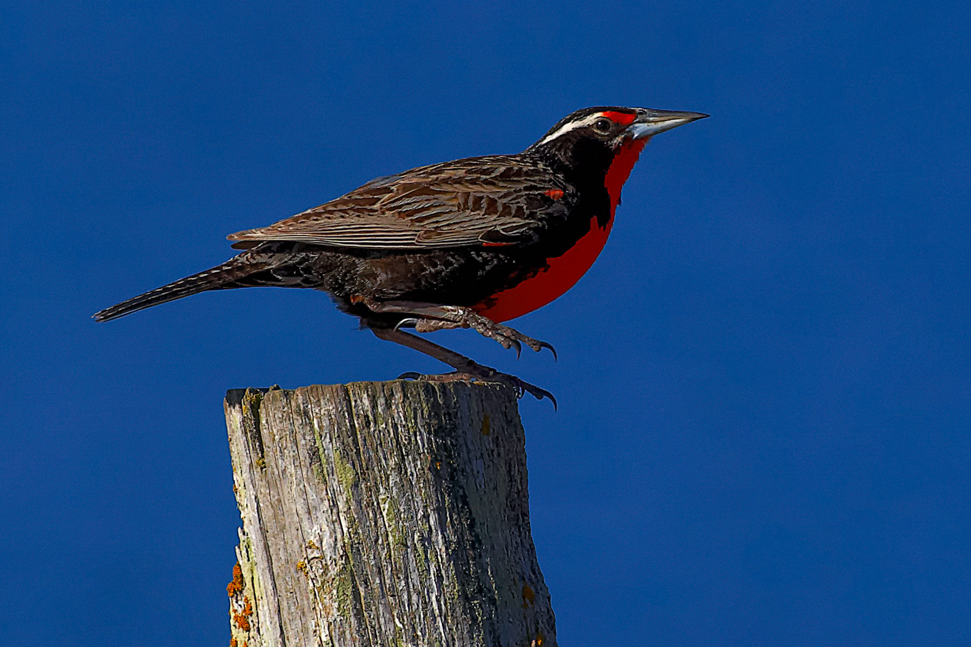 long-tailed meadowlark